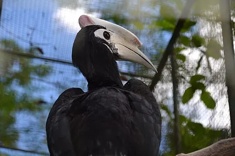 epithema: a horny excrescence on the top of the beak of some birds, notably the hornbill