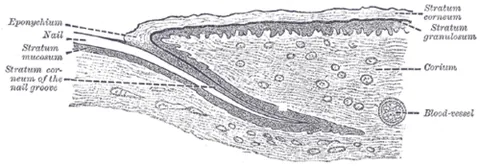 eponychium: the thickened layer of skin adjoining fingernails and toenails, particularly at the base of the nail
