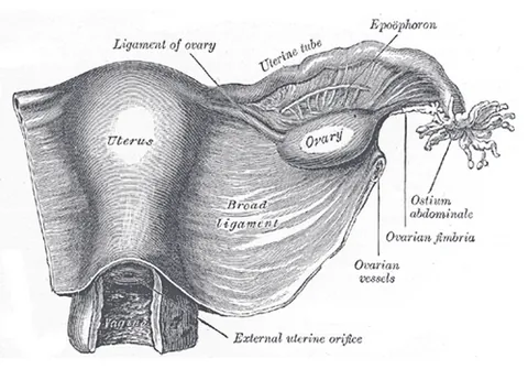 epoophoron: a group of tubules, a remnant of the Wolffian body, often found near the ovary or oviduct