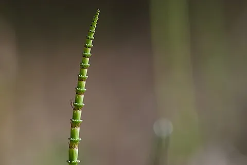 equisetum: a horsetail (plant of genus Equisetum)