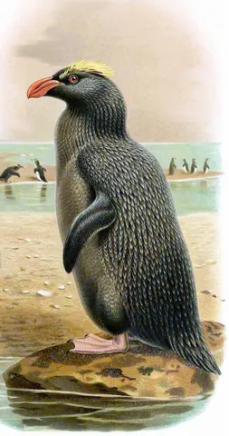 erect-crested penguin: a medium-sized species of penguin, Eudyptes sclateri from New Zealand