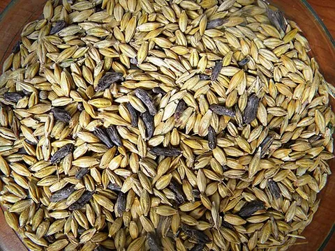 ergot: any fungus in the genus Claviceps which are parasitic on grasses
