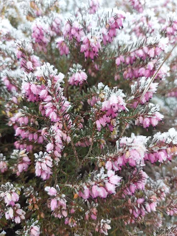 erica: any of many heathers, of the genus Erica, used as garden plants