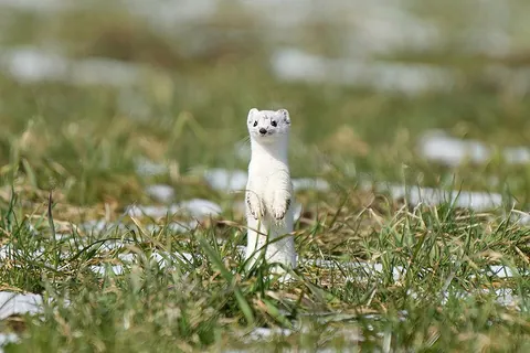 ermine: a weasel found in northern latitudes (Mustela erminea in Eurasia, Alaska, and the Arctic, Mustela...