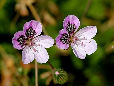 erodium: any of the plant genus Erodium, including filarees and storksbills