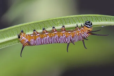 eruciform: shaped like a caterpillar; the term is loosely applied to some larvae with little resemblance to...