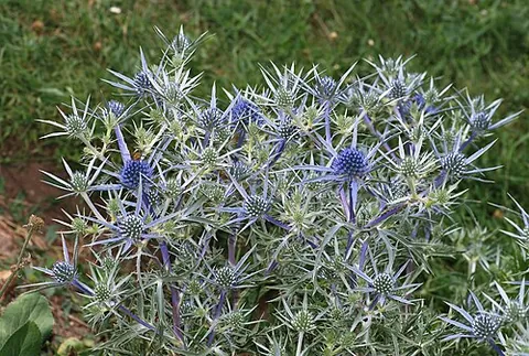 eryngium: any of the genus Eryngium of umbelliferous plants resembling thistles