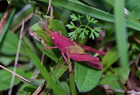 erythrism: an abnormally red or pink pigmentation found in certain animals