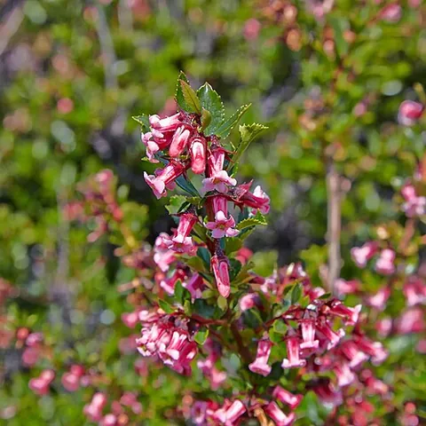 escallonia: any of several South American flowering plants of the genus Escallonia