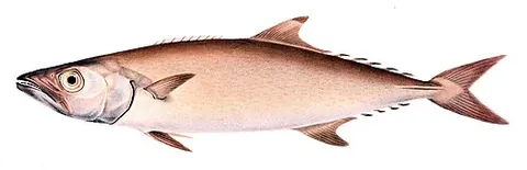 escolar: any member of the species Lepidocybium flavobrunneum of snake mackerels
