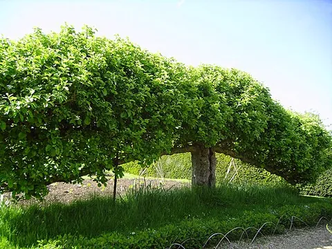 espalier: a latticework used to shape or train the branches of a tree or shrub into a two-dimensional...