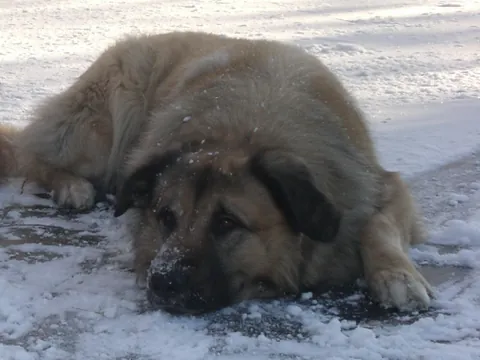 estrela mountain dog: a large breed of dog from the Estrela Mountains of Portugal bred to guard herds and homestads