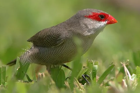 estrildid: any weaverbird of the family Estrildidae
