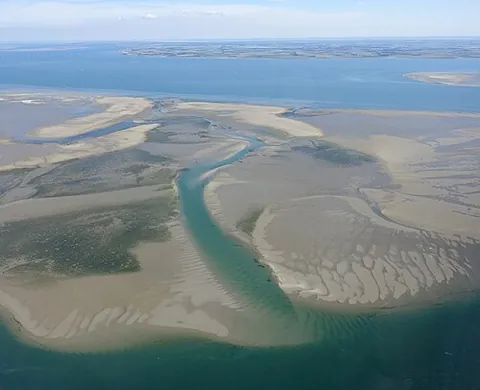estuary: a coastal water body where ocean tides and river water merge, resulting in a brackish water zone