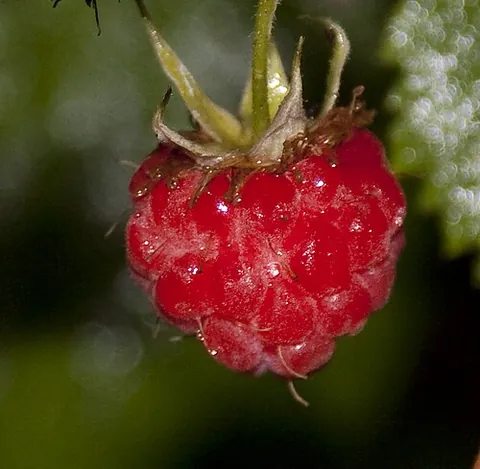 etaerio: an aggregate fruit comprised of achenes, drupelets, follicles, or berries