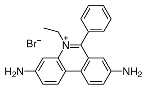 ethidium bromide: an intercalating agent commonly used as a nucleic acid stain, having the molecular formula...