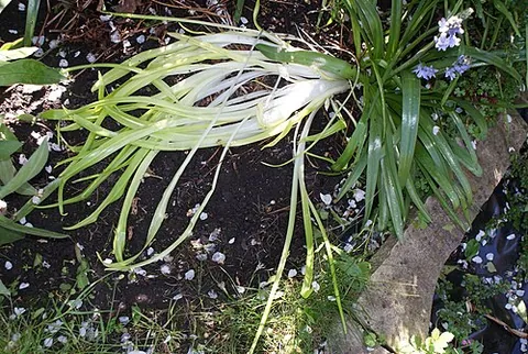 etiolated: of a plant or part of a plant: pale and weak because of sunlight deprivation or excessive exposure...