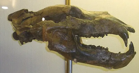 etruscan bear: an extinct species of bear, †Ursus etruscus, endemic to Europe, Asia and North Africa during the...