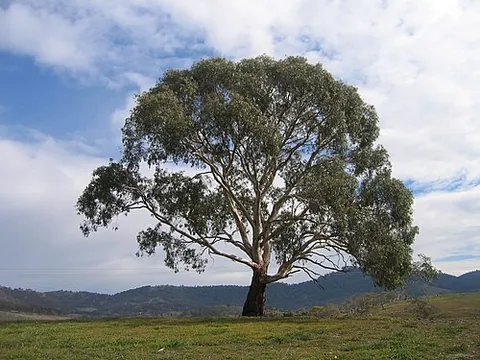 eucalyptus: any of many trees, of genus Eucalyptus, native mainly to Australia
