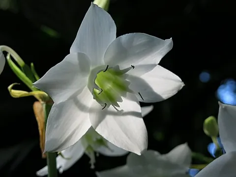 eucharis: a type of plant of the genus Eucharis, found in Central and South America and with white flowers