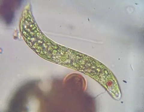 euglenophyte: any aquatic flagellate alga of the phylum Euglenozoa