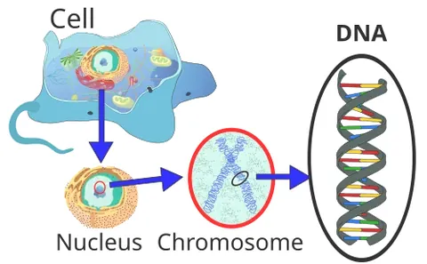 eukaryote: any of the single-celled or multicellular organisms of the taxonomic domain Eukaryota, whose cells...