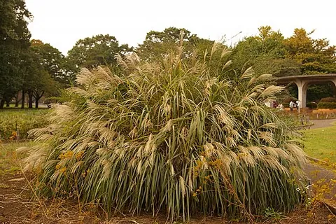 eulalia: dwarf maiden grass, of species Miscanthus sinensis (syn. Eulalia japonica), used ornamentally