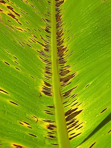 eumusae leaf spot: one of the Sigatoka group of fungal diseases threatening the crop of Cavendish bananas, caused by...