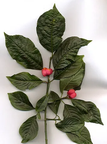 euonymus: any of many (often decorative) trees, shrubs and woody vines, of the genus Euonymus