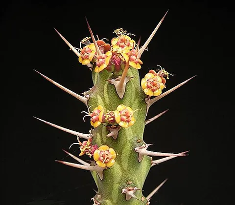 euphorbia: any plant of the genus Euphorbia, the spurges
