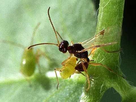 euphorine: a parasitic wasp of the subfamily Euphorinae (a subfamily of Braconidae), characterized by two...