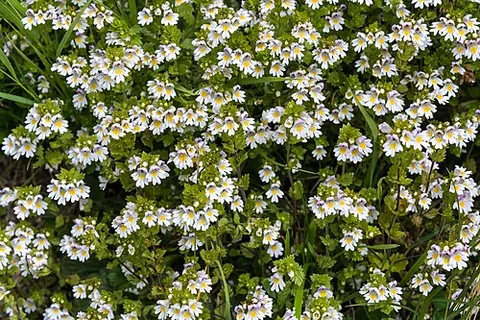euphrasia: any of many flowering plants of the genus Euphrasia