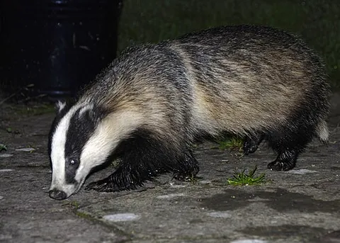 eurasian badger: a badger species indigenous to Eurasia, Meles meles