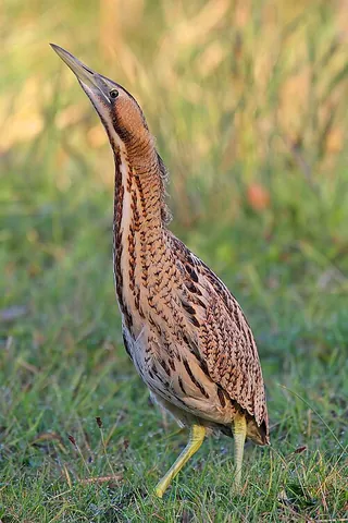 eurasian bittern: a bittern found in Europe, Asia, and Africa (Botaurus stellaris)