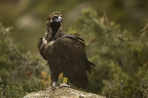 eurasian black vulture: aegypius monachus, a species of large vulture living in Europe and Asia