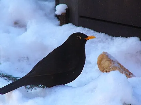 eurasian blackbird: a bird of the species Turdus merula