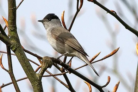eurasian blackcap: sylvia atricapilla, an Old World warbler