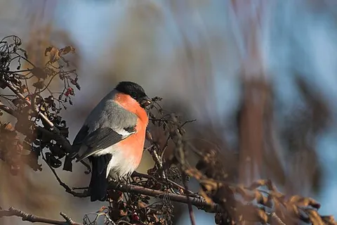 eurasian bullfinch: a small passerine bird, Pyrrhula pyrrhula, in the finch genus