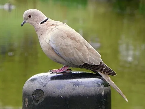 eurasian collared dove: streptopelia decaocto, usually shortened to collared dove