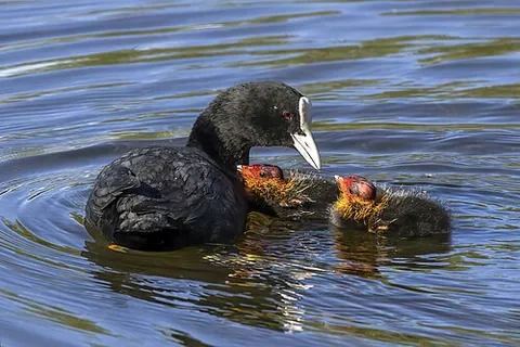 eurasian coot: a bird pf species Fulica atra