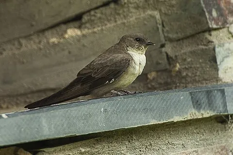 eurasian crag martin: ptyonoprogne rupestris, a small passerine bird in the swallow family