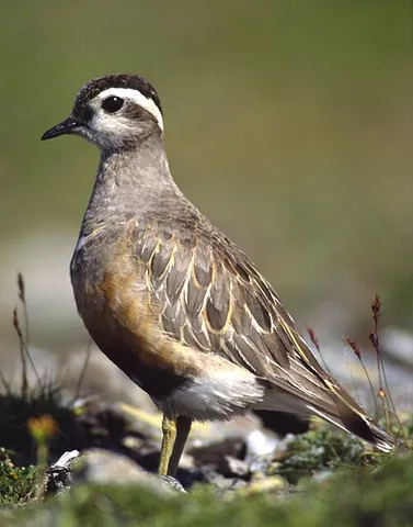 eurasian dotterel: the common dotterel of Europe, Eudromias morinellus