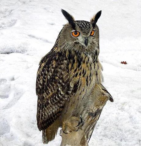 eurasian eagle owl: bubo bubo, the largest owl, native to almost all of temperate Eurasia