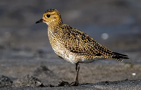 eurasian golden plover: pluvialis apricaria (European golden plover)