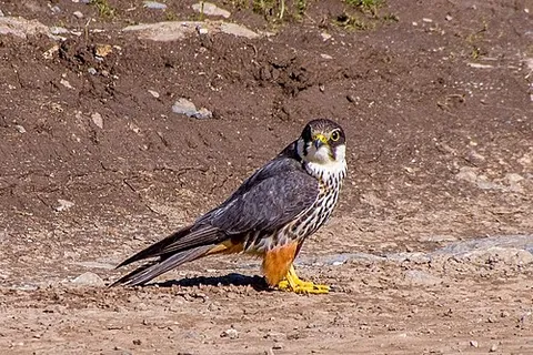 eurasian hobby: falco subbuteo, a small raptor of the falcon family