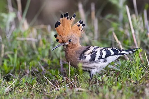 eurasian hoopoe: any bird of species Upupa epops, that breeds from Portugal to the Russian Far East, resident also...