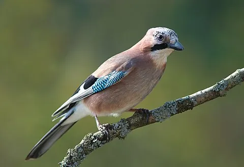 eurasian jay: a widespread species of jay, usually crested and with pinkish-brown plumage and a harsh screech...