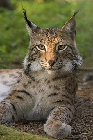 eurasian lynx: any member of the species Lynx lynx of lynxes