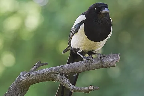 eurasian magpie: a well-known black-and-white corvid species, Pica pica, of Eurasian distribution
