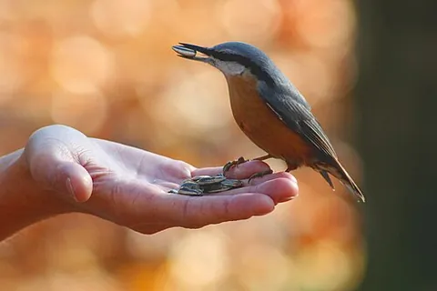 eurasian nuthatch: a nuthatch of the species Sitta europaea